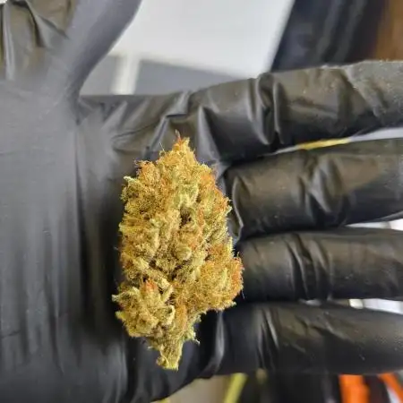 Gorilla Zkittlez