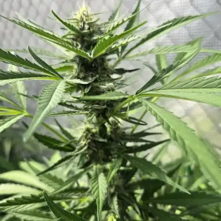 Gorilla Zkittlez