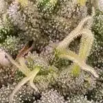 Gorilla Cookies Mutant