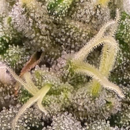 Gorilla Cookies Mutant