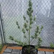 Greenhouse Autos