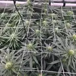 Gorilla Cookies/Orange Sherbet FF fun