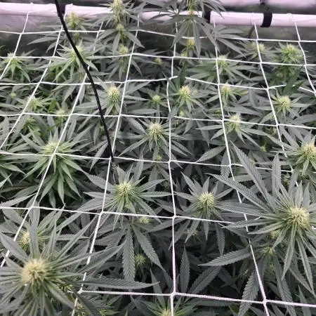 Gorilla Cookies/Orange Sherbet FF fun