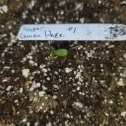 Super Lemon Haze Auto