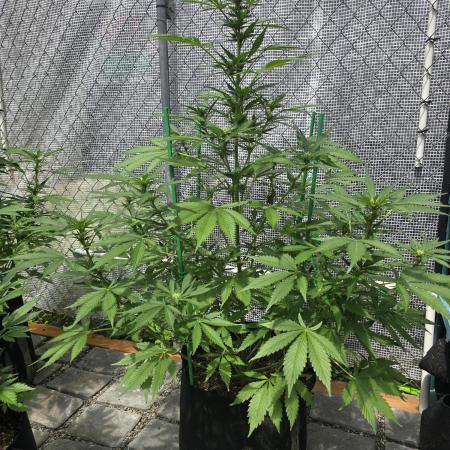Gorilla Zkittlez