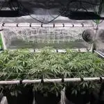 Gorilla Cookies/Orange Sherbet FF fun