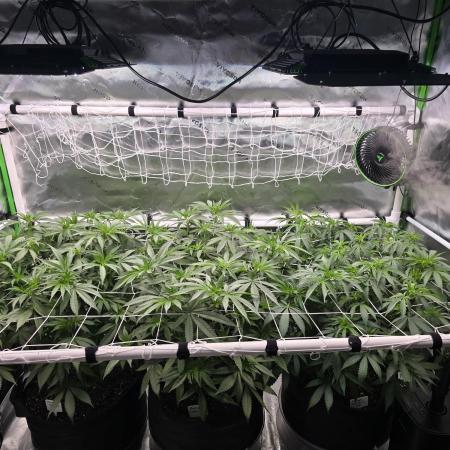 Gorilla Cookies/Orange Sherbet FF fun