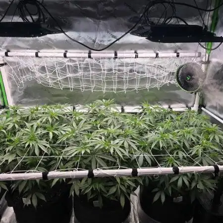 Gorilla Cookies/Orange Sherbet FF fun