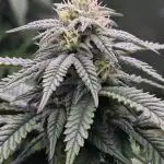 Gorilla Cookies Mutant