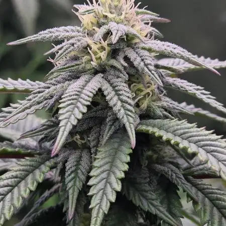 Gorilla Cookies Mutant