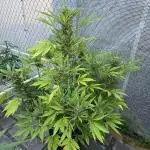 Gorilla Zkittlez