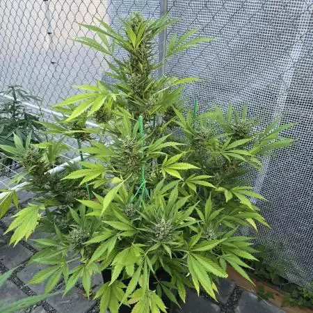 Gorilla Zkittlez