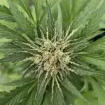 Gorilla Zkittlez