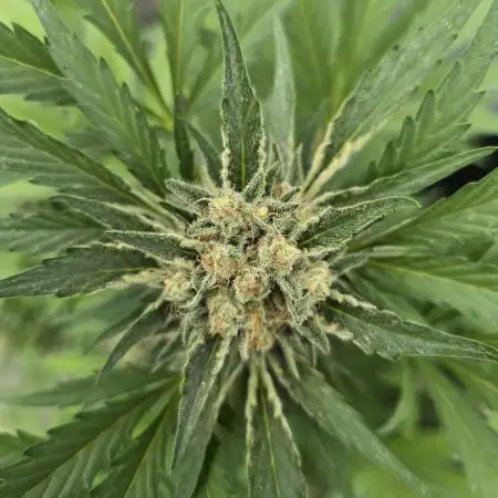 Gorilla Zkittlez
