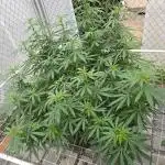 Gorilla Cookies Mutant