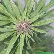 Greenhouse Autos