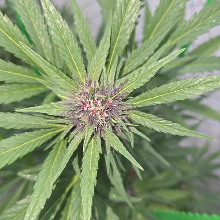 Greenhouse Autos