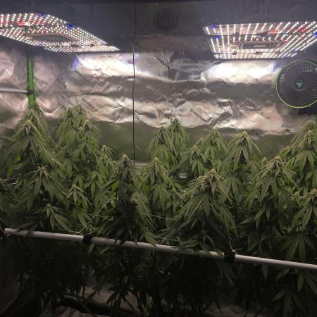 Gorilla Cookies Mutant