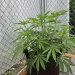 Gorilla Cookies Mutant