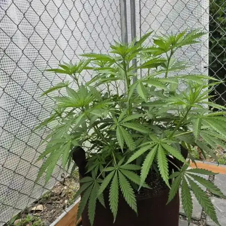 Gorilla Cookies Mutant