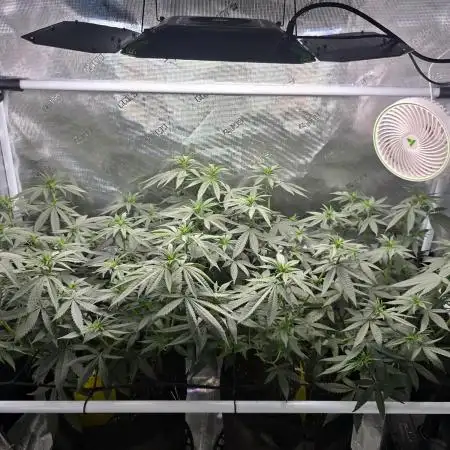 Orange Sherbert FF Clones