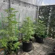 Greenhouse Autos