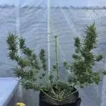 Gorilla Zkittlez