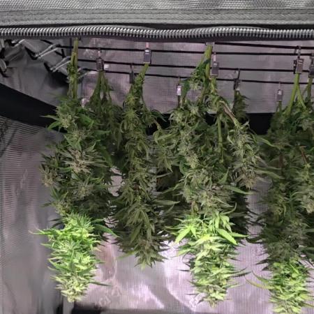 Gorilla Cookies Mutant