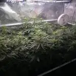 Orange Sherbert FF Clones