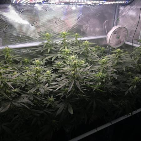 Orange Sherbert FF Clones