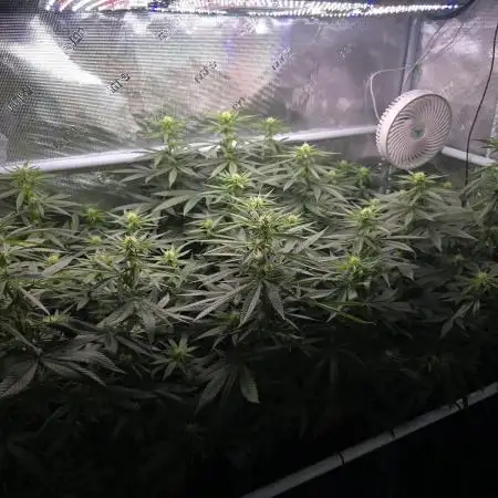 Orange Sherbert FF Clones