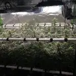Gorilla Cookies/Orange Sherbet FF fun
