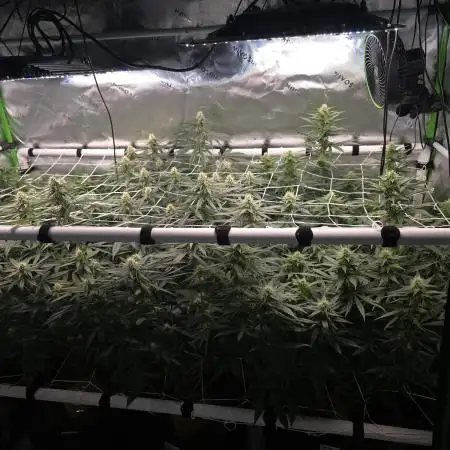 Gorilla Cookies/Orange Sherbet FF fun