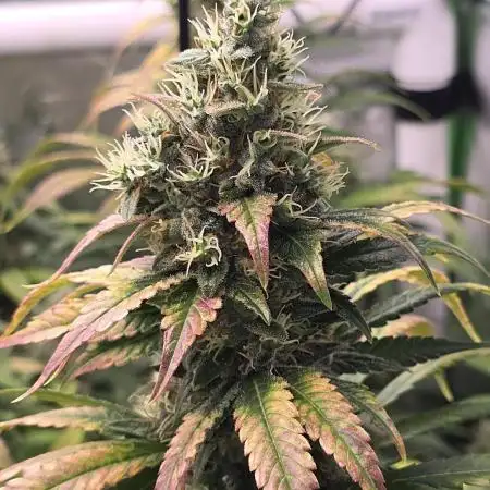 Gorilla Cookies/Orange Sherbet FF fun