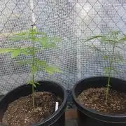 Super Lemon Haze Auto