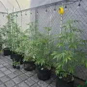 Greenhouse Autos