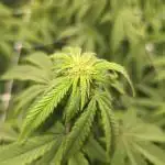 Gorilla Cookies Mutant