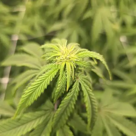 Gorilla Cookies Mutant