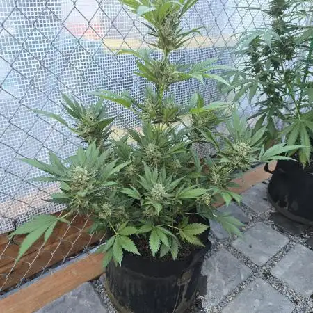 Gorilla Zkittlez