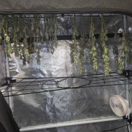 Orange Sherbert FF Clones