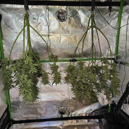 Original AK auto first run