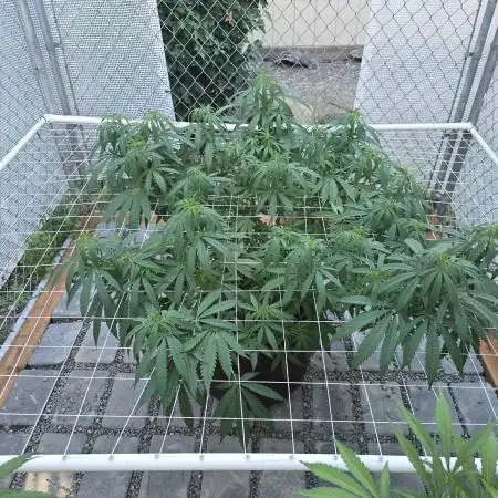 Gorilla Cookies Mutant