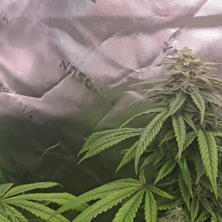 Gorilla Cookies Mutant