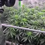 Gorilla Cookies/Orange Sherbet FF fun