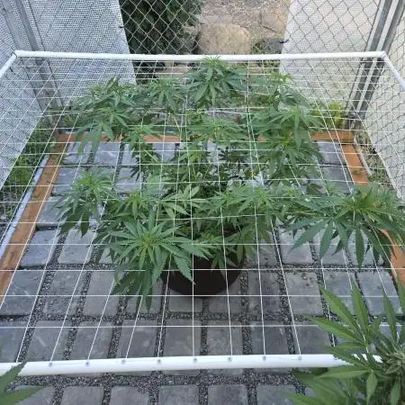 Gorilla Cookies Mutant