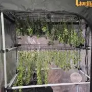 Gorilla Cookies Mutant