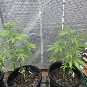 Super Lemon Haze Auto