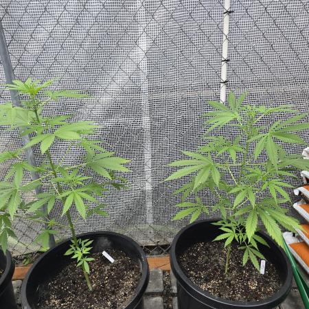Super Lemon Haze Auto