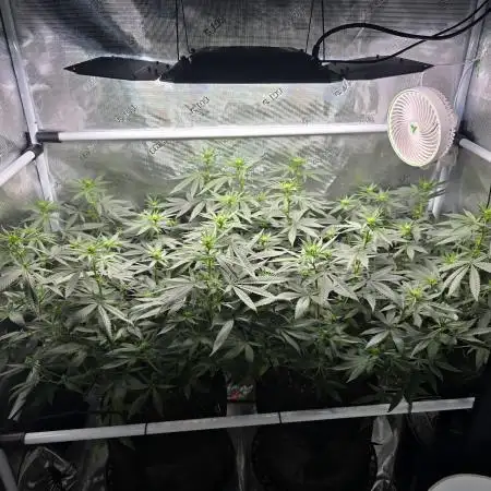 Orange Sherbert FF Clones