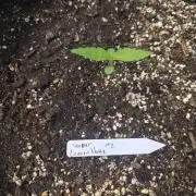 Super Lemon Haze Auto